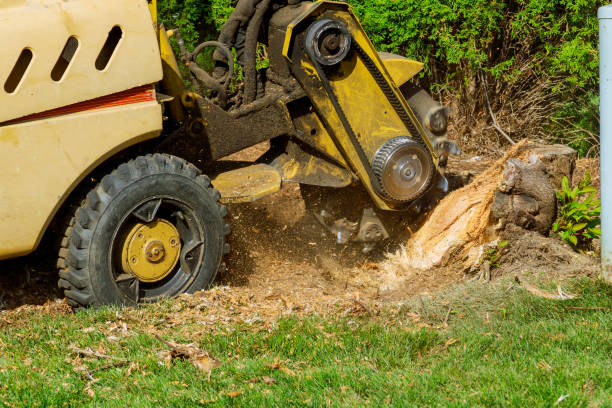 Best Large Tree Removal  in San Felipe Pueblo, NM